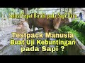 Solusi, Agar Sapi Dara Cepat Birahi.