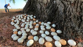 OMG ! Pick a lot of duck eggs under the tree near the base