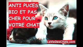 anti puces naturel pour votre chat 🐱 Terre de Diatomée