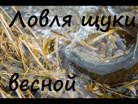 Отчет о рыбалке, водоем частный, рыбалка разрешена.