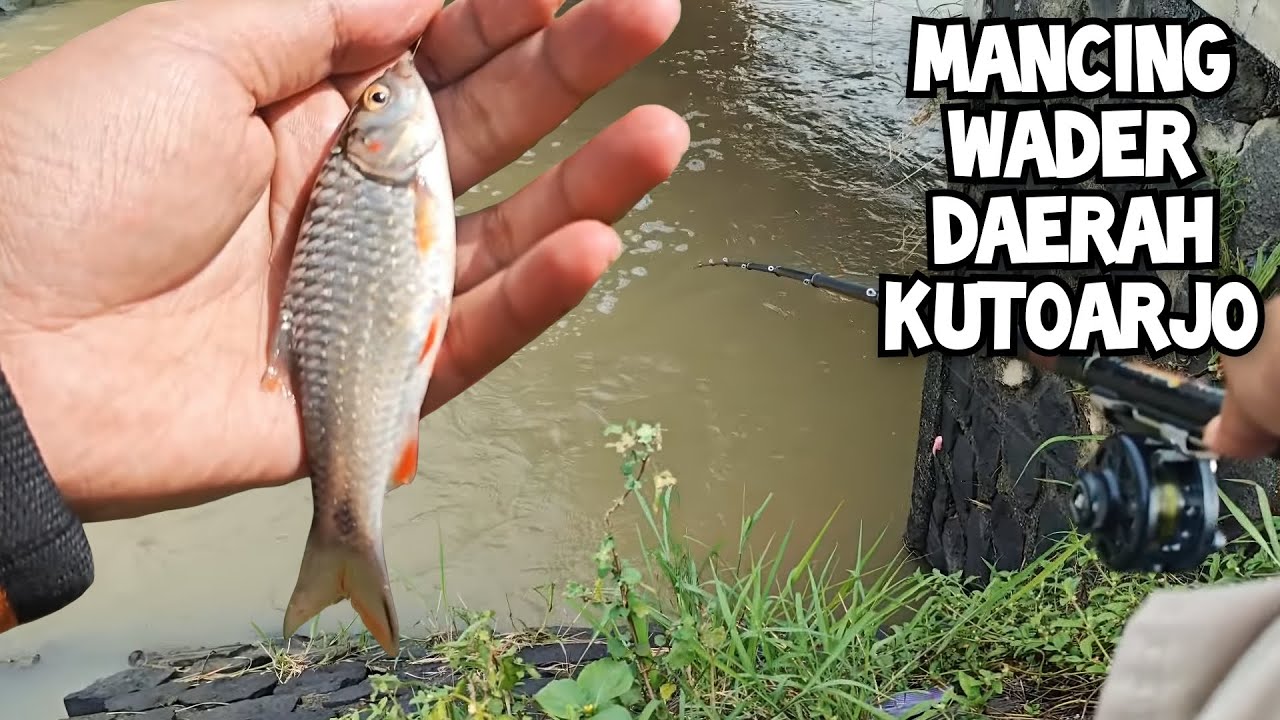 MANCING WADER DI DESA WALED KEMIRI SPOT INDAH SEKALI