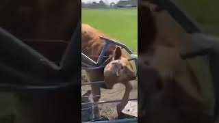 Cattle Get Heads In Some Silly Places . #Youtubeshorts #Cattle #Farming #Beef #Stuck #Gate