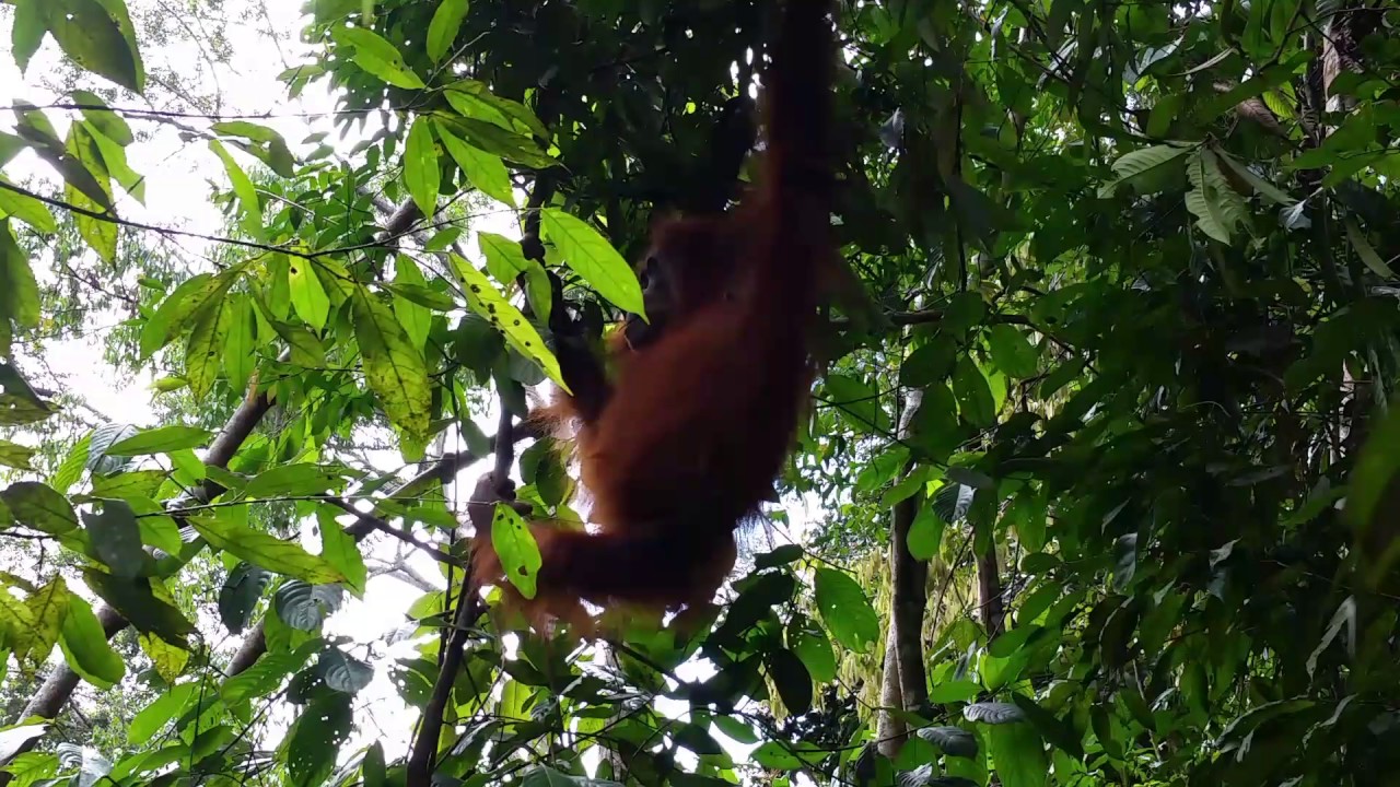 camera iphone 8 plus apk Wild Male Orangutan in Gunung Leuser National Park, Bukit Lawang, Sumatra, Indonesia