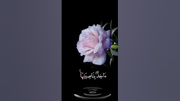 صباح الخير🌸اجمل حالات واتس اب مقاطع قصيره🌸قران كريم سورة هود اني توكلت على الله ربي وربكم🌸بدون حقوق