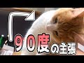 ご飯が欲しい時のオネダリが全力な猫