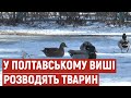 Птахи, барани, кози та кролі: в університеті Полтави розводять тварин