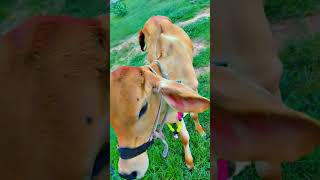 Sahiba cow villagelife short farming explore animals ytshorts popular newsong viral