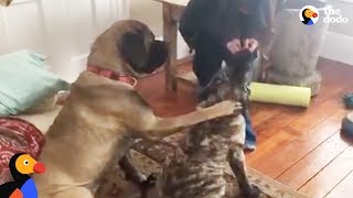 Dog Teaches Puppy Brother How to Sit For Treats | The Dodo