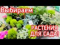 ВЫБИРАЕМ РАСТЕНИЯ ДЛЯ САДА. ОБИ - ВСЕ ДЛЯ ДАЧИ!