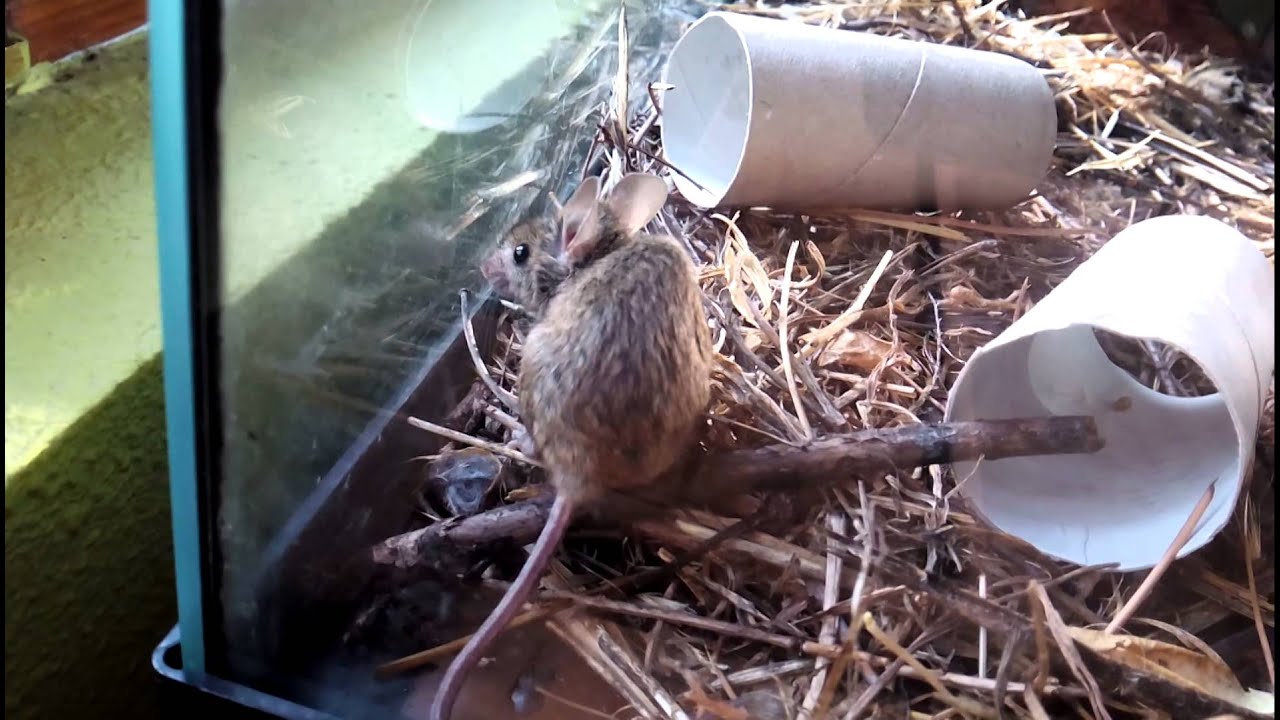 Ratón doméstico capturado (aspecto físico)