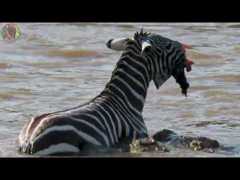 Zebras and Crocodiles - 4K video