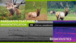 Sasquatch flat howls troubleshooting / Identifying Elk (Cervus canadensis) #bigfoot #bioacoustics