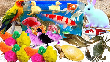 Bắt Các Con Vật Dễ Thương, Vịt, Gà, Cá Trê, Cá Lóc, Rùa Dễ Thương, Thỏ, Ếch, Cua