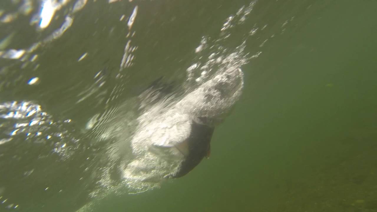 Bruce King salmon fishing the Anvik River in Alaska 2013