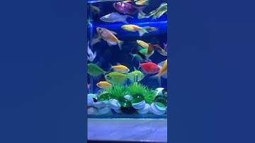 Fish / Cá Cánh Buồm / Cá Vàng Bơi #concá #cácảnh #cadep #bethuysinh