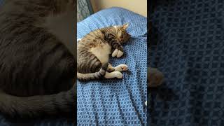 |Cat snoring||Snoring cat||Snoring kitty ||Does your cat snore| #cat #cats #shorts#pets #pet #short