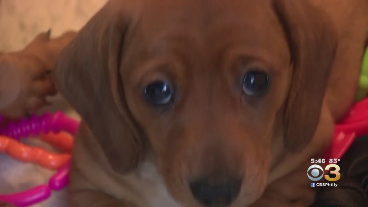 Puppy Dog Eyes Are Evolutionary Tricks Dogs Use To Get What They Want, Study Finds
