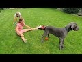 Great dane blue  adelaide  abba blueberry 020820233