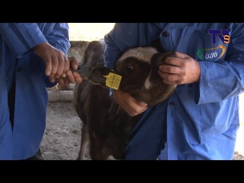 სამცხე–ჯავახეთში ცხოველთა  იდენტიფიკაცია–რეგისტრაცია მიმდინარეობს