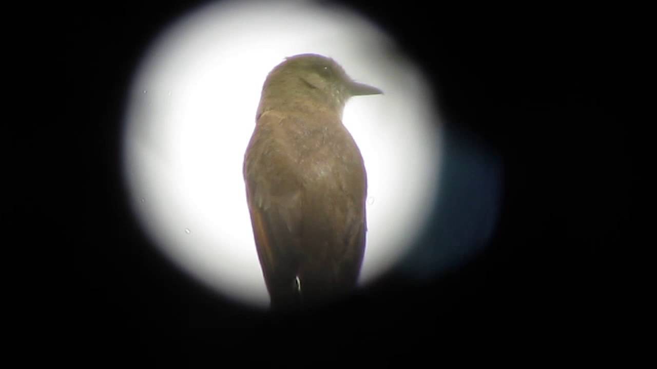 Endemic Santa Marta Bush Tyrant   Myiotheretes pernix 1   San Lorenzo Ridge, Santa Marta Mts