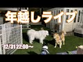 年越しライブ　ジョイ家、ぺろりんず、古民家暮らしのまろとぷち、ぴれちゃんねる
