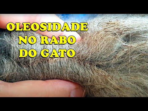 OLEOSIDADE NO RABO DO GATO (CAUDA DE GARANHÃO) - Gatil Hauser