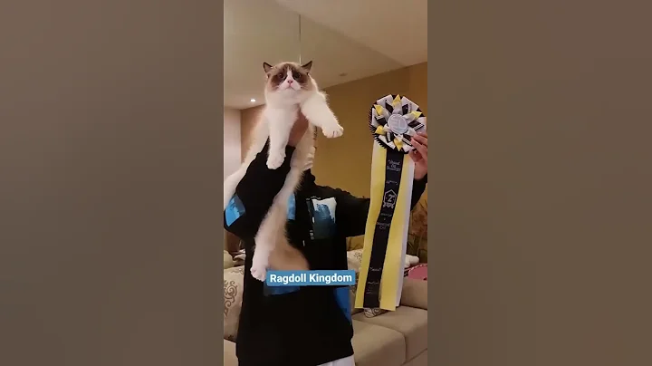 Watch the video about Adopt Kucing Ragdoll ??! ke kucingragdollkingdom aja!#12