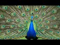 Peacock Video #birds #peacock #nature #naturelovers #naturephotography