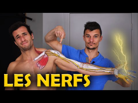 Vidéo: Quel nerf innerve les fléchisseurs du coude ?