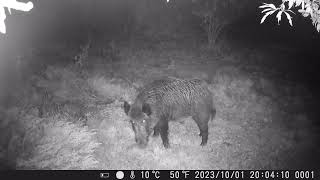 Azılı Domuzlar 🐗🐗 #wildlife #nature #best #trailcamera #hunter #mountain #forest