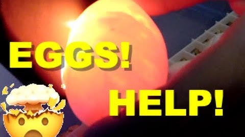 Ball python Clutch Egg Bin Set Up!