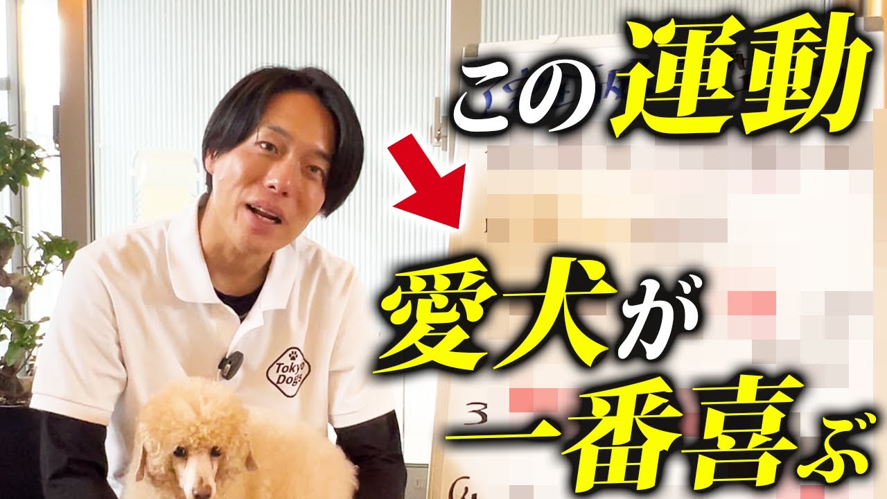 散歩だけじゃ足りない…犬が毎日喜ぶ運動習慣4選