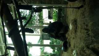 Monkey sticks his middle finger up!!!!!
