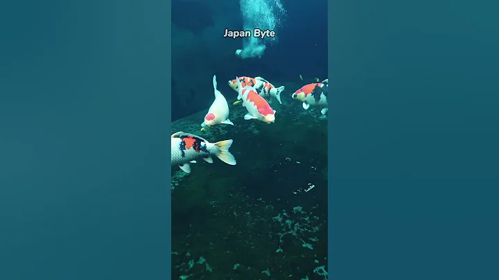 Why Are Japanese Koi Fish Worth MILLIONS?