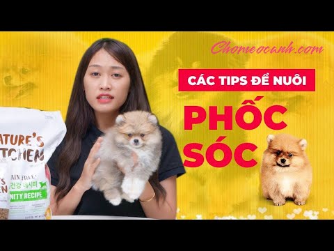 Video: Làm thế nào để làm cho một bánh ăn cho chó