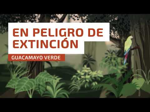 GUACAMAYO VERDE - ¿Por qué está en peligro de extinción?