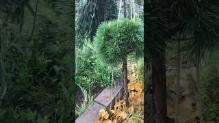 Хвойный Сад Надежды. Ель колючая Куба/ Picea pungens Cuba