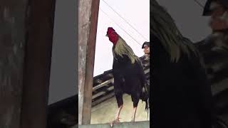 Rooster Crowing With Cuckoo Bird Sound Peaceful Village Morning Ambience