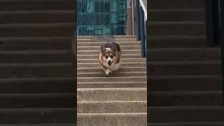 Corgi Runs Down Stairs One Stump at a Time