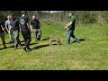 Miniatur Bullterrier /doing  AVD ZWP1 / protection work / Schutzhund / Prüfung