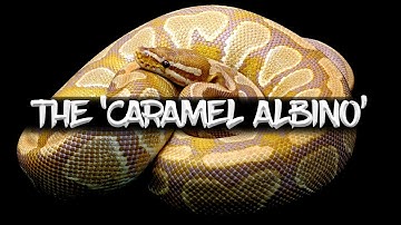 The Caramel Albino Ball Python
