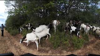 360 VR - Preventing wildfires with grazing goats