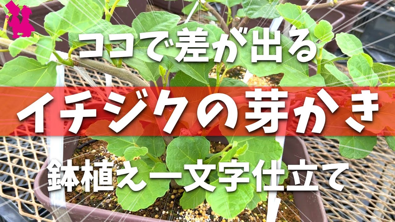 いちじくの枝　68 Potted plants] A horticultural farmer demonstrates and explains