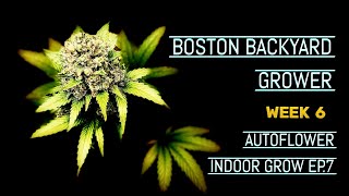 How To Grow Autoflower Cannabis Indoor Barney’s Farm | Mars Hydro FC 4800 Ep.7