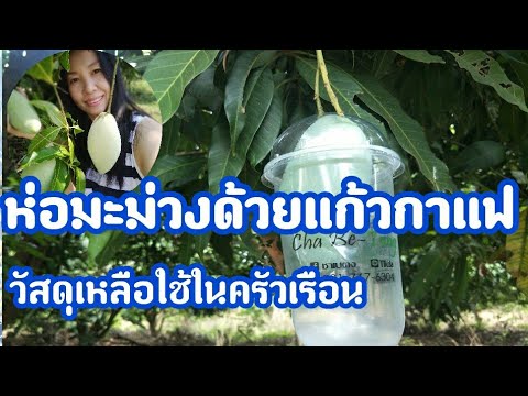 วิธีห่อมะม่วงด้วยแก้วกาแฟเก่าวัสดุเหลือใช้ในครัวเรือน@Or- Chan