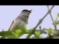 The Song & Calls of the Blackcap
