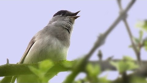 The Song & Calls of the Blackcap