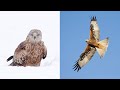 Bird Photography Tips: How to Photograph Red Kites - in Flight, Perched, Feeding