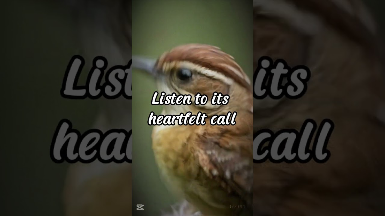 Carolina Wren Song – Loud & Joyful Backyard Bird Call | Nature Sounds & Ringtones  