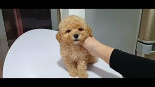 Cận cảnh bé poodle màu vàng mơ lông dày mặt gấu siêu xinh - phương cún tv by Phương Cún TV 144 views 3 weeks ago 2 minutes